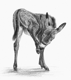donkey 1
